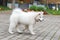 Adorable white samoyed puppy dog is walking in the yard