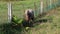 Adorable white sheep looking suspiciously at camera and grazing on grass, next to rustic and crooked chain fence.