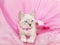 Adorable white siamese kitten with pink background