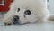 Adorable white spitz dog funny video