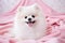 Adorable White Spitz Dog Sitting on Soft Pink Blanket with Warm Lighting