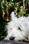 Adorable White West Highland Terrier Dog Resting Her Head On Armchair With Christmas Tree In Background.