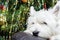 Adorable White West Highland Terrier Dog Resting Her Head On Armchair With Christmas Tree In Background.