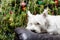 Adorable White West Highland Terrier Dog Resting Her Head On Armchair With Christmas Tree In Background.