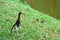 Adorable white-winged heron (Ardeola bacchus) bird perched on the grass near the lake