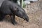 Adorable wild bairds tapir walking on sand