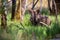 Adorable wild boar (Sus scrofa) enjoying the outdoors in a peaceful, grassy meadow