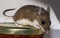 An adorable wild brown house mouse, Mus musculus,sitting on a jar of food in a kitchen cabinet.