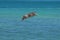 Adorable wild pelican flying over the carribean waters