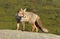 Adorable wild red fox on mountains