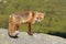 Adorable wild red fox on mountains