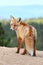 Adorable wild red fox on mountains