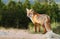 Adorable wild red fox on mountains