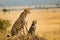 Adorable wildlife cheetah family, mother with cheetah cub in savanna grassland. generative ai