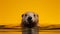 Adorable Woodchuck Swimming: Extreme Minimalist Photography