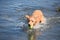 Adorable Yarmouth Toller Puppy Splashing in the Water with a Ball