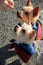 Adorable Yorkie dogs,wearing bandanas