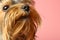 Adorable Yorkshire terrier on background, focus on nose. Cute dog