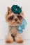 Adorable yorkshire terrier dog with accessories looking sad