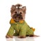 Adorable yorkshire terrier dog in clothes