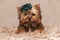 Adorable yorkshire terrier dog laying down on furry rug