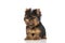 Adorable yorkshire terrier dog looking away while sitting
