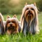 Adorable Yorkshire Terrier green meadow