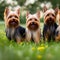 Adorable Yorkshire Terrier green meadow