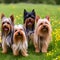 Adorable Yorkshire Terrier green meadow