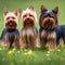 Adorable Yorkshire Terrier green meadow