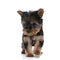 Adorable yorkshire terrier looking to side and walking