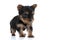 Adorable yorkshire terrier looking to side and walking