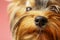 Adorable Yorkshire terrier on pink background, focus on nose