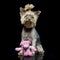 An adorable Yorkshire Terrier with a pink stuffed animal