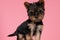 Adorable yorkshire terrier posing and standing