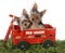 Adorable Yorkshire Terrier Puppies in Red Wagon