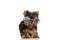 Adorable yorkshire terrier puppy wearing retro sunglasses