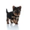 Adorable yorkshire terrier searching and walking