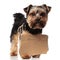 Adorable yorkshire terrier wearing empty carton sign looks to side