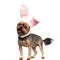 Adorable yorkshire terrier wearing rabbit ears on white background