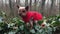 Adorable yorkshire terrier wearing red coat, sitting on English Ivy