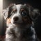 Adorable young Australian shepherd pup with gray fur on black backfground.