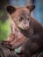 Adorable young black bear cub in tree waits for mom