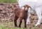 Adorable young brown colored Boer Goat with lop ears stands next to white female goat in early spring field at dusk