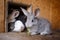 Adorable young bunny in a big wood cage at farm