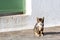 Adorable young domestic cat enjoying sun warmth with eyes closed