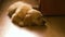 Adorable young Golden Retriever puppy asleep on floor, cute dog closeup