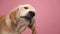 Adorable young golden retriever in studio