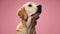 Adorable young golden retriever in studio