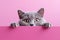 adorable young gray british cat peeking out against a pink background